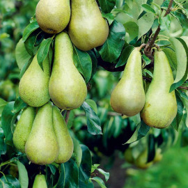 Pear Tree Conference