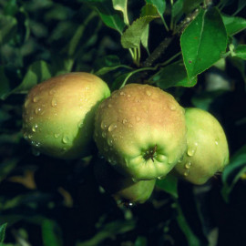 Apple (malus) Golden Delicious