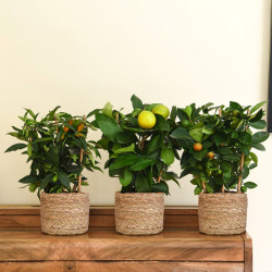 Citrus Trio on Trellis