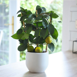 Citrus Meyer Lemon on Trellis