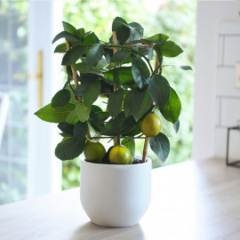 Citrus Meyer Lemon on Trellis