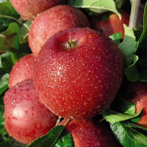 Buy Apple (Malus) Red Windsor Online - Fruit Trees & Bushes
