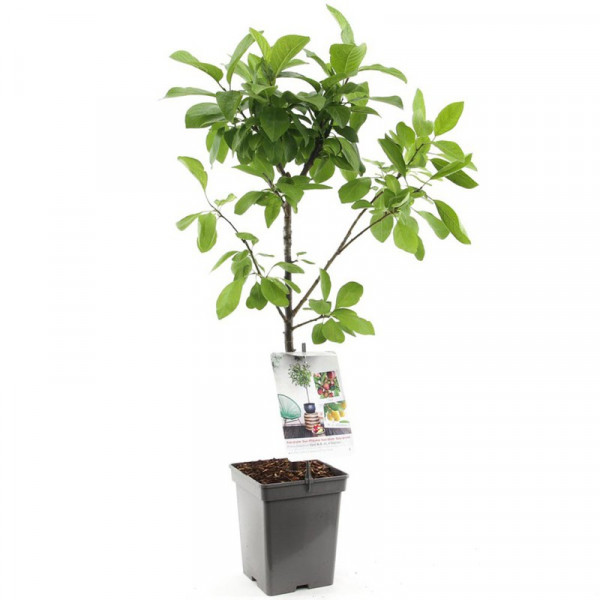 Buy Plum Duo plum Patio Standard Online - Fruit Trees & Bushes Buy Plum Duo plum Patio Standard Online - Fruit Trees & Bushes