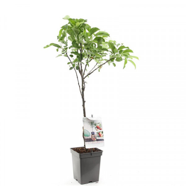 Buy Apple (Malus) Duo apple Online - Fruit Trees & Bushes