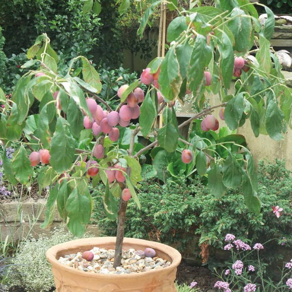 Buy Plum (Prunus) Victoria Patio Standard (St Julien) Online - Green plants & flowering plants Buy Plum (Prunus) Victoria Patio Standard (St Julien) Online - Green plants & flowering plants