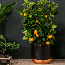 Calamondin (citrus) on Trellis