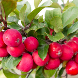 Apple (malus) Appeltini