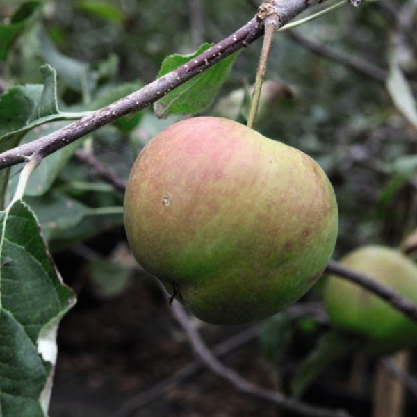 Buy Apple (Malus) Jonagold Online - Fruit Trees & Bushes Buy Apple (Malus) Jonagold Online - Fruit Trees & Bushes