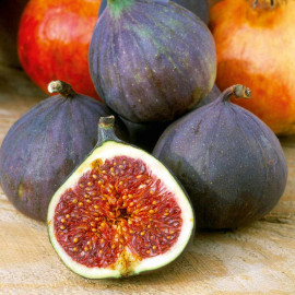 Fig (ficus) Moerheim