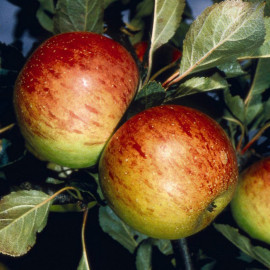 Apple (malus) Sunset