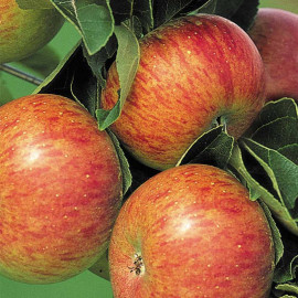 Apple Tree Lord Lambourne