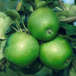 Apple (malus) Granny Smith