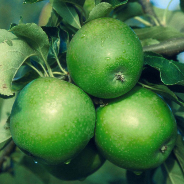 Buy Apple (Malus) Granny Smith Online - Fruit Trees & Bushes Buy Apple (Malus) Granny Smith Online - Fruit Trees & Bushes