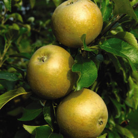 Apple (malus) Egremont Russet
