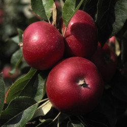 Apple (malus) Discovery