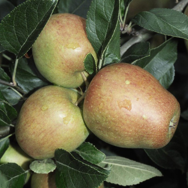 Buy Apple (Malus) Adams Pearmain Online - Fruit Trees & Bushes Buy Apple (Malus) Adams Pearmain Online - Fruit Trees & Bushes