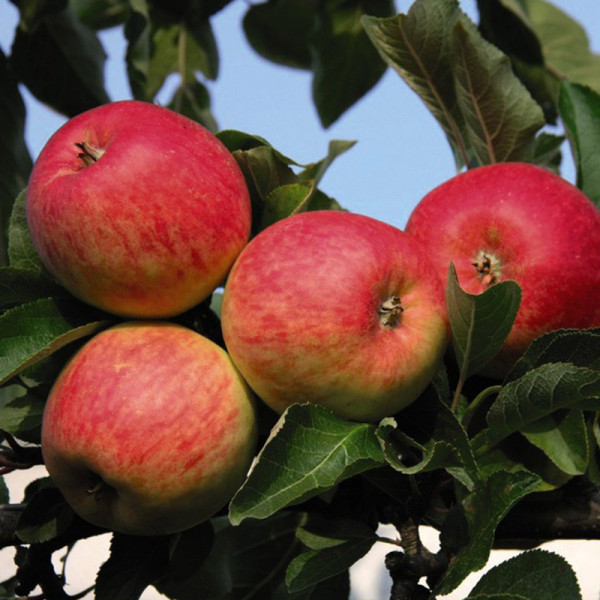 Buy Apple (Malus) Red Falstaff Online - Fruit Trees & Bushes Buy Apple (Malus) Red Falstaff Online - Fruit Trees & Bushes