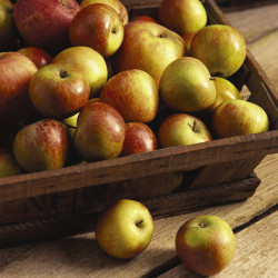 Apple (malus) Coxs Orange Pippin