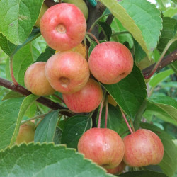Malus (crab Apple) Evereste
