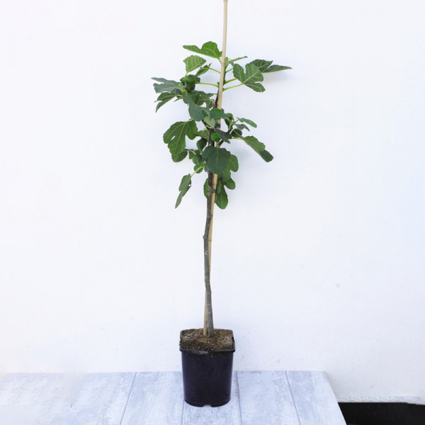 Buy Fig (Ficus) Chelsea Standard Online - Fruit Trees & Bushes