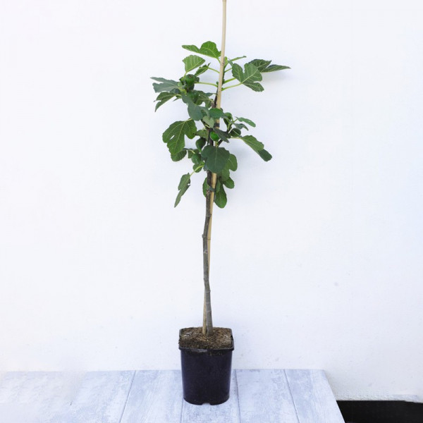 Buy Fig (Ficus) Chelsea Standard Online - Plant Seeds