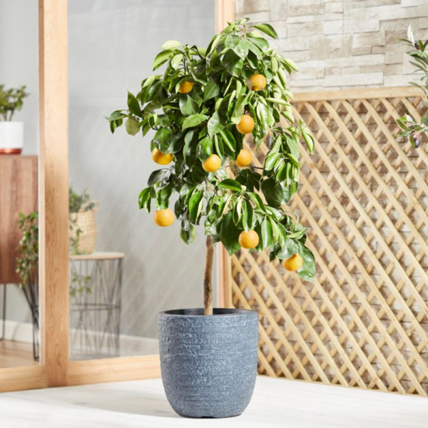 Buy Orange Bigaradier Online - Fruit Trees & Bushes