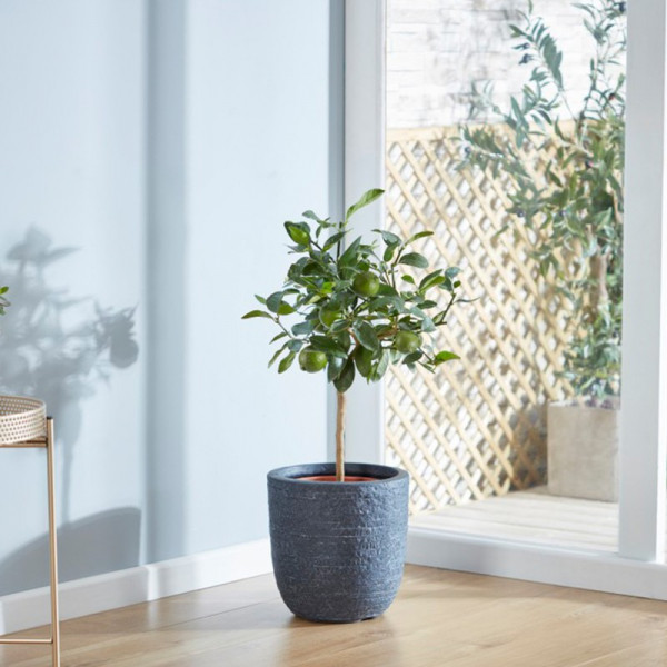 Buy Lime Tahiti Online - Fruit Trees & Bushes