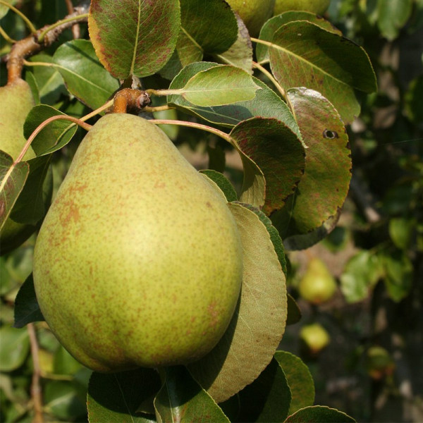 Buy Pear Beurre Alexandre Lucas Online - Green plants & flowering plants Buy Pear Beurre Alexandre Lucas Online - Green plants & flowering plants