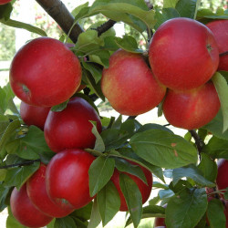 Apple Santana