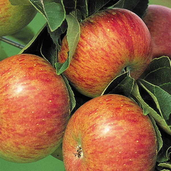 Buy Apple Tree Lord Lambourne Online - Green plants & flowering plants