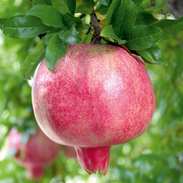 Buy Pomegranate (Punica granatum) Provence Online - Fruit Trees & Bushes Buy Pomegranate (Punica granatum) Provence Online - Fruit Trees & Bushes