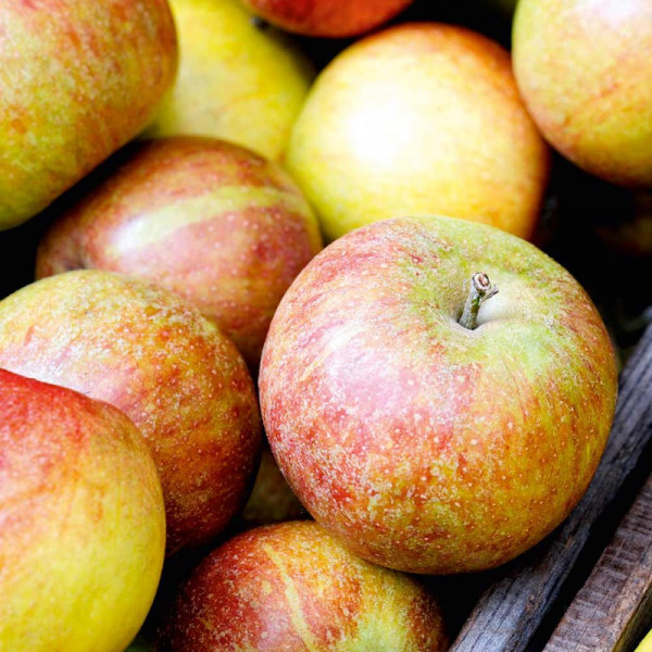 Buy Apple Tree Braeburn (Clone Helena) Online - Garden Plants & Bushes Buy Apple Tree Braeburn (Clone Helena) Online - Garden Plants & Bushes