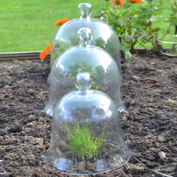 Bell Glass Cloche Medium