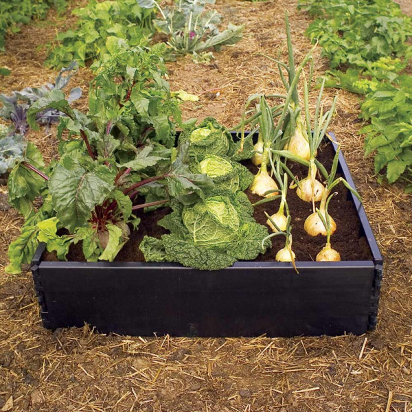 Buy Mini Greenhouse and Raised Bed Kit Online - Green plants & flowering plants
