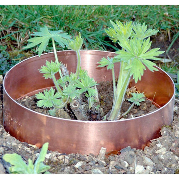 Buy Copper Slug Rings (Small and Large) Online - Green plants & flowering plants Buy Copper Slug Rings (Small and Large) Online - Green plants & flowering plants