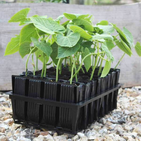 Buy Rootrainers 32 Cell Online - Green plants & flowering plants