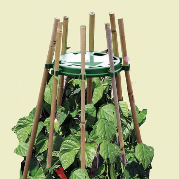 Buy Plastic Cane Rings Online - Green plants & flowering plants
