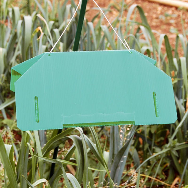 Buy Leek Moth Trap Online - Green plants & flowering plants Buy Leek Moth Trap Online - Green plants & flowering plants