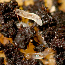 Fungus Fly Killer 50 Million