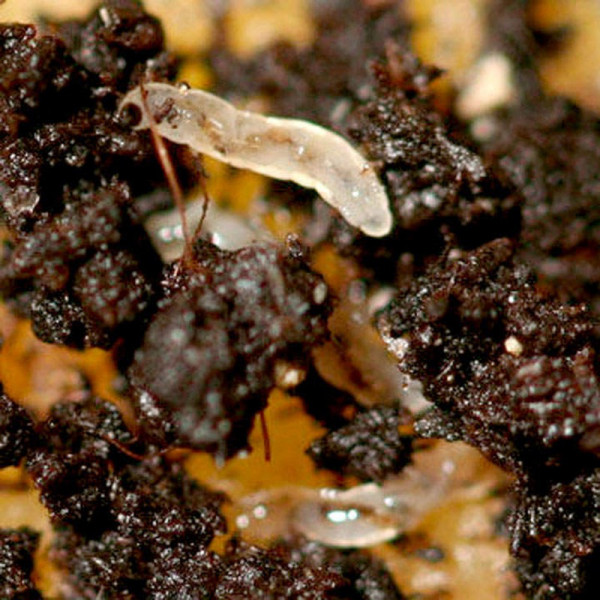 Buy Fungus Fly Killer 50 Million Online - Green plants & flowering plants Buy Fungus Fly Killer 50 Million Online - Green plants & flowering plants