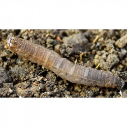 Leatherjacket Killer 100m