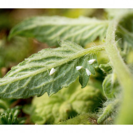 Whitefly Killer 10 Cards