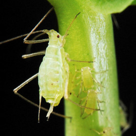 Greenfly Killer Tube (500)