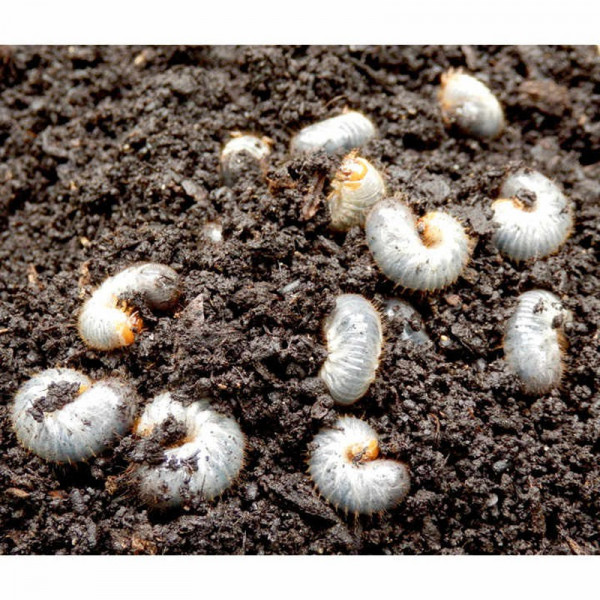 Buy Garden Chafer Beetle Trap Online - Green plants & flowering plants Buy Garden Chafer Beetle Trap Online - Green plants & flowering plants