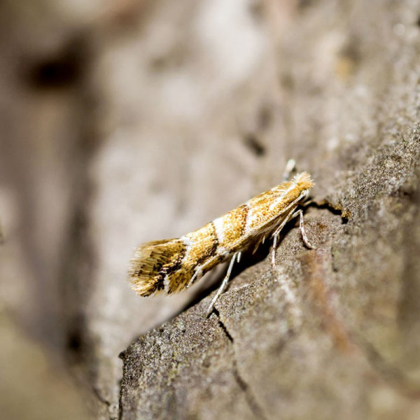 Buy Horse Chestnut Leafminer Trap Online - Green plants & flowering plants Buy Horse Chestnut Leafminer Trap Online - Green plants & flowering plants