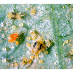 Spider Mite Killer 15 Sachets