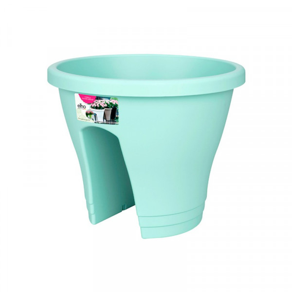 Buy Corsica Flower Bridge Mint Online - Green plants & flowering plants