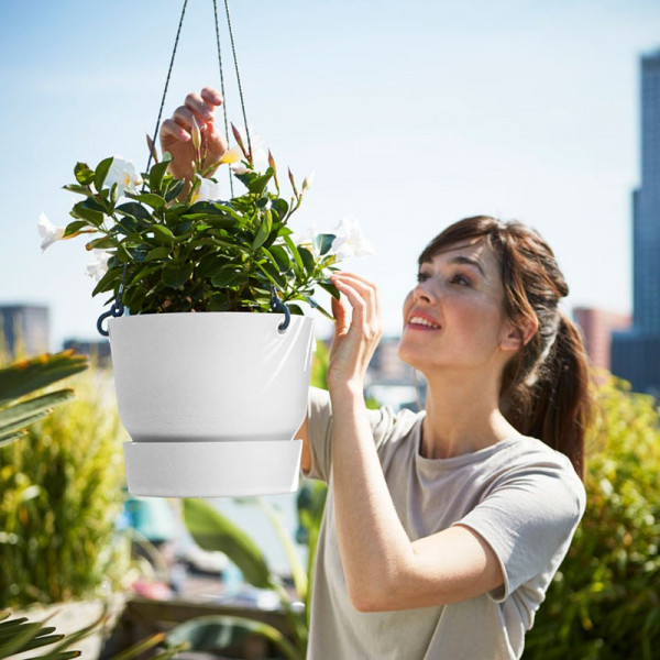 Buy Greenville Hanging Basket Leaf Green Online - Garden Plants & Bushes