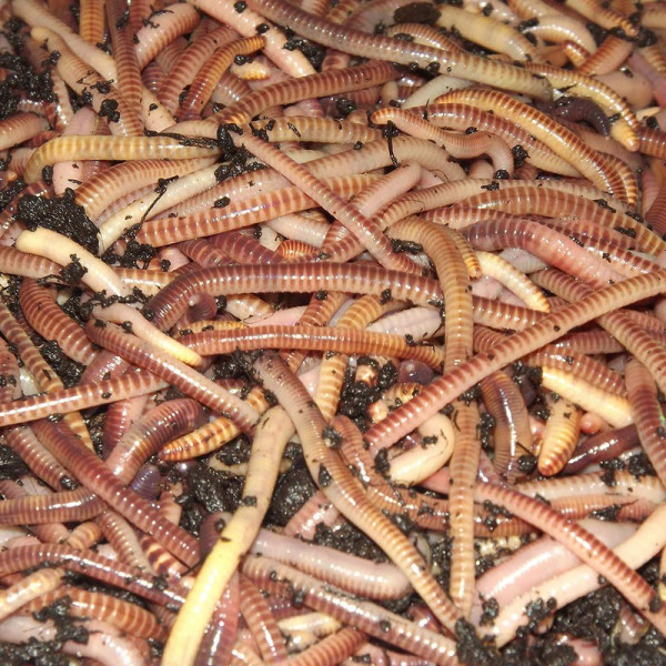 Buy Tiger Worms Online - Green plants & flowering plants