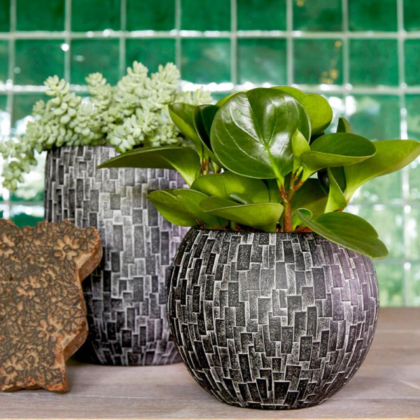 Buy Vase ball Stone black Online - Green plants & flowering plants
